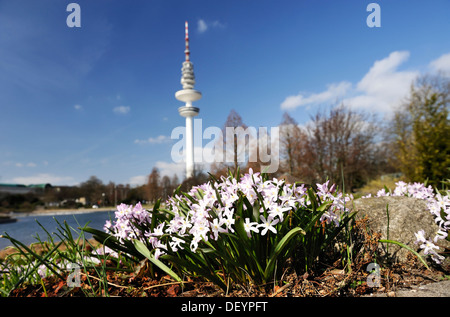 Les fleurs de printemps dans le parc Planten un Blomen, derrière la tour de télévision de Hambourg Banque D'Images