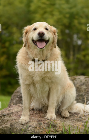 Chien golden retriever assis et souriant joyeusement sur un rocher Banque D'Images