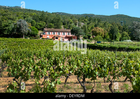 Domaine du Noyer France récolte du vin Vintage raisin de l'Agriculture Vignoble Côtes de Provence Banque D'Images