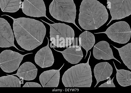 Ficus religiosa. Charpente de figuier sacré feuille / arbre de Bodhi feuille sur fond noir. Motif. Monochrome Banque D'Images