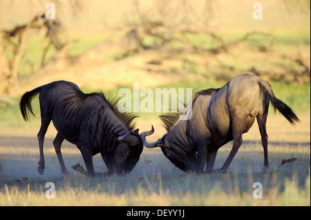 Le Gnou bleu (Connochaetes taurinus), les taureaux de combat, Kgalagadi Transfrontier Park Banque D'Images