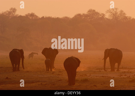 Bush de l'Afrique de l'éléphant (Loxodonta africana), Kasane, Chobe National Park, Botswana, District du Nord-Ouest Banque D'Images