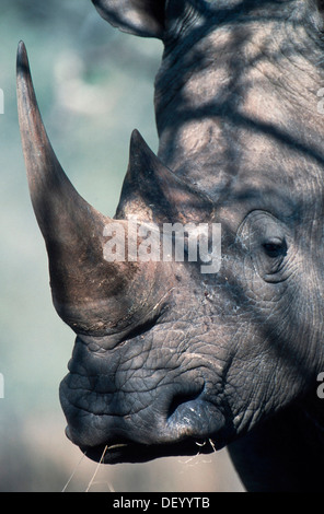 Le rhinocéros blanc (Ceratotherium simum), Kruger National Park, Afrique du Sud Banque D'Images