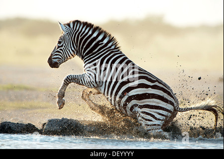 Zèbre des plaines ou zèbre de Burchell (Equus quagga, anciennement Equus burchelli) à un point d'eau Nxai Pan National Park, Botswana Banque D'Images