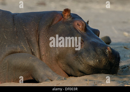 Hippopotame (Hippopotamus amphibius), Kasane, Chobe National Park, Botswana, District du Nord-Ouest Banque D'Images