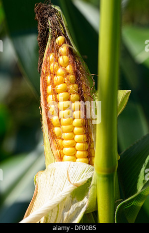 Épis de maïs, Zea mays, Maiskolben Banque D'Images