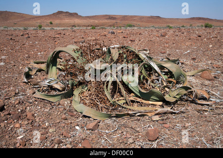 Welwitschia Welwitschia (plante mâle mirabilis) région de Kunene, la Namibie, l'Afrique, Mai 2013 Banque D'Images