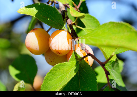 Mirabelle, Prunus domestica subsp. syriaca Banque D'Images