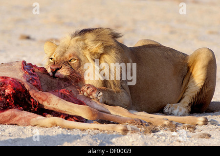 Lion (Panthera leo), l'alimentation, Nxai Pan National Park, Botswana Banque D'Images