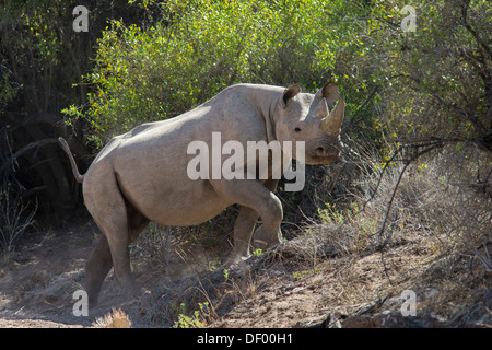 Les rhinocéros noirs du désert-adapté, 'bull', Bernd (Diceros bicornis), région de Kunene, Namibie, Mai 2013 Banque D'Images