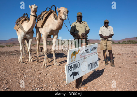 Save the Rhino Trust camel camp de l'équipe de patrouille Hans Ganaseb Dansiekie (gauche) et Ganaseb avec des chameaux, région de Kunene, Namibie Banque D'Images