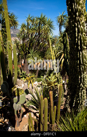 Jardin exotique en Principauté de Monaco, Europe Banque D'Images