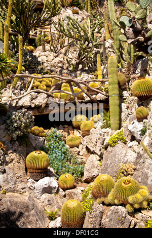 Jardin exotique en Principauté de Monaco, Europe Banque D'Images