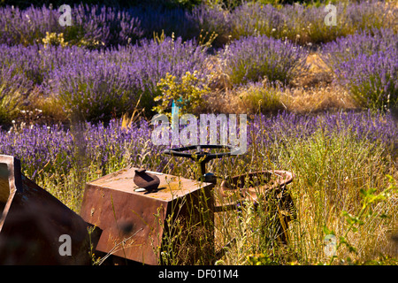 Machine agricole abandonnée dans un champ de lavande (Lavandula angustifolia) autour de boux, Luberon, Vaucluse Banque D'Images