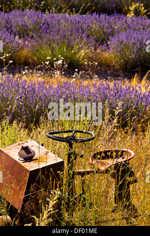 Machine agricole abandonnée dans un champ de lavande (Lavandula angustifolia) autour de boux, Luberon, Vaucluse Banque D'Images