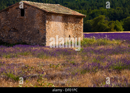 Vieille cabane de pierres dans un champ de lavande (Lavandula angustifolia), près de St-Christol et Sault, Vaucluse Banque D'Images