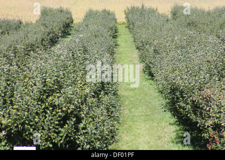 Lignes de coupe parfaitement en forme et pommiers dans un verger sur une petite ferme d'agrément. Banque D'Images
