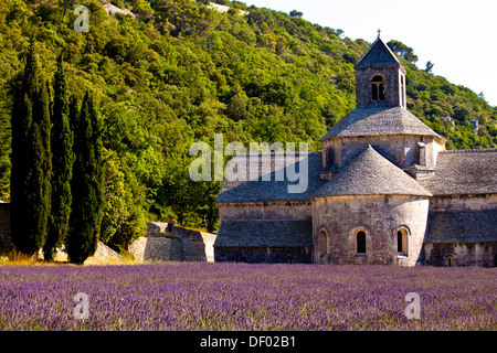 Fleurs de champ de lavande (Lavandula angustifolia) en face de l'Abbaye de Sénanque, Gordes, Vaucluse, Provence-Alpes-Cote d'Azur Banque D'Images