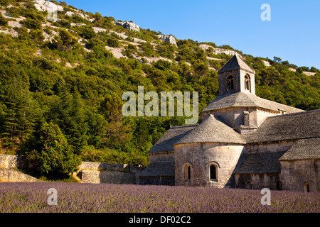 Fleurs de champ de lavande (Lavandula angustifolia) en face de l'Abbaye de Sénanque, Gordes, Vaucluse, Provence-Alpes-Cote d'Azur Banque D'Images