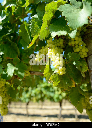 Les raisins pour le vin blanc dans un vignoble français prêt à prendre Banque D'Images