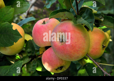 Les pommes sauvages accroché sur une branche Banque D'Images