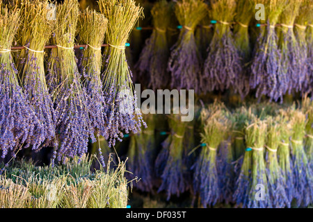 Récolter la lavande (Lavandula), Vaucluse, Provence-Alpes-Cote d'Azur, dans le sud de la France, France, Europe, Europe Banque D'Images