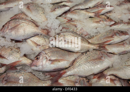 Espèce de vivaneau (Lutjanidae), en vente sur un marché aux poissons, Auckland, Auckland, Nouvelle-Zélande Banque D'Images