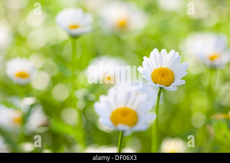 Close-up d'une marguerite dans un champ de fleurs avec très peu de profondeur de champ. Banque D'Images