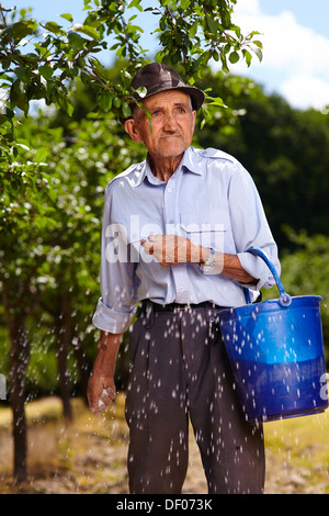 Agriculteur principal faisant le travail saisonnier, l'épandage d'engrais dans un verger de pruniers Banque D'Images