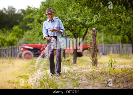 Agriculteur principal faisant le travail saisonnier, l'épandage d'engrais dans un verger de pruniers Banque D'Images