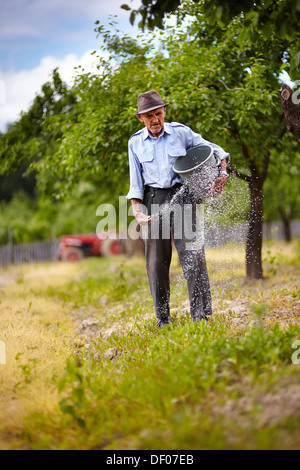 Agriculteur principal faisant le travail saisonnier, l'épandage d'engrais dans un verger de pruniers Banque D'Images