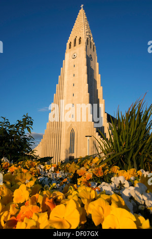 L'église Hallgrímskirkja, pensées (Viola wittrockiana) au premier plan, Reykjavik, Islande, Europe, PublicGround Banque D'Images