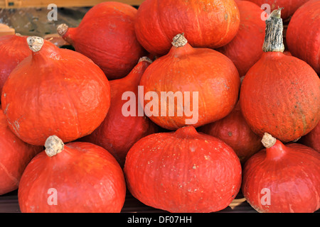 Citrouilles, Red Kuri Squash (Cucurbita maxima), marché hebdomadaire à la place du marché de chevaux, Das Stadtidyll, la ville hanséatique de Stade Banque D'Images