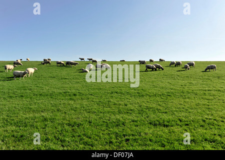 Les moutons sur une digue près de Husum, Schleswig-Holstein Banque D'Images