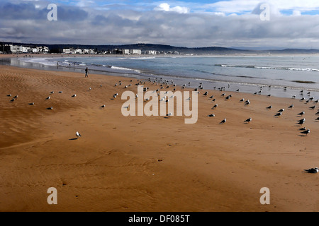 Yellow-legged goélands argentés (Larus michahellis), sur une plage près d'Essaouira, Maroc, Afrique du Nord, Afrique Banque D'Images