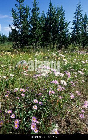 V266-1896Elk Wyoming, Grand Teton National Park, fleurs sauvages Banque D'Images