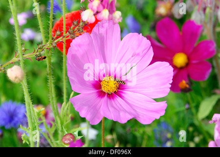 Aster mexicain (Cosmos bipinnatus syn. Cosmea bipinnata), dans une prairie en fleurs, Schwaebisch Gmuend, Bade-Wurtemberg Banque D'Images