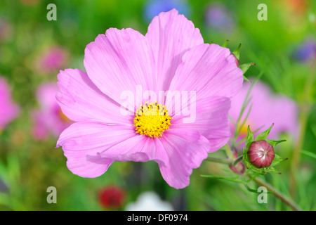 Aster mexicain (Cosmos bipinnatus syn. Cosmea bipinnata), dans une prairie en fleurs, Schwaebisch Gmuend, Bade-Wurtemberg Banque D'Images