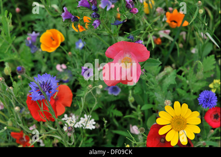 Rose ou de couleur saumon hybride de pavot (Papaver rhoeas L.), hybride, Schwaebisch Gmuend pré des fleurs, Bade-Wurtemberg Banque D'Images