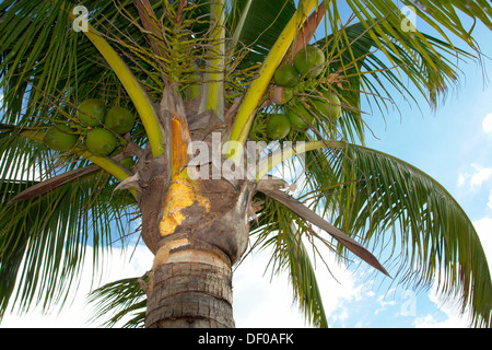 Coconut palm tree with coco (Cocos nucifera), près de Pointe aux Piments, Ile Maurice, Afrique du Sud Banque D'Images