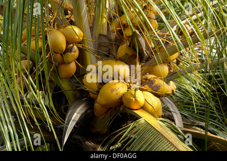 Coco sur un palmier cocotier (Cocos nucifera), près de Pointe aux Piments, Ile Maurice, Afrique du Sud Banque D'Images