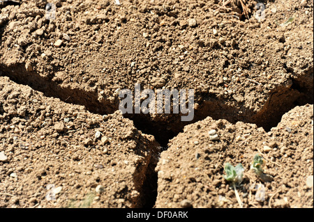 La sécheresse, des fissures dans les champs de tournesols près de Chiusdino, Province de Sienne, Toscane, Italie, Europe Banque D'Images