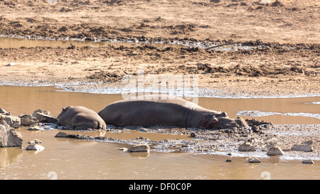 Une petite famille d'hippopotames dormant au bord d'un petit lac au Pilanesberg National Park en Afrique du Sud Banque D'Images