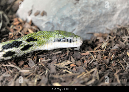Serpent beauté (Elaphe taenuira), originaire de Malaisie, Terrazoo, Rhénanie du Nord-Westphalie Banque D'Images