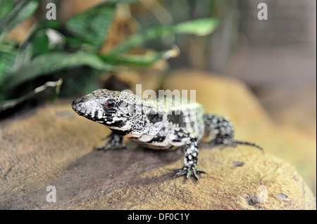 Tégu noir et blanc d'Argentine (Tupinambis merianae), originaire d'Amérique du Sud, Terrazoo, Rhénanie du Nord-Westphalie Banque D'Images