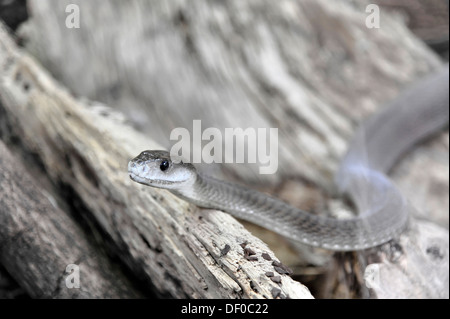 Le Mamba noir (Dendroaspis polylepis), serpent venimeux, originaire d'Afrique, Terrazoo, Rhénanie du Nord-Westphalie Banque D'Images