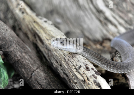 Le Mamba noir (Dendroaspis polylepis), serpent venimeux, originaire d'Afrique, Terrazoo, Rhénanie du Nord-Westphalie Banque D'Images