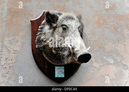 Trophée de sanglier accroché au mur d'une épicerie ou d'épicerie fine food store, Orvieto, Province de Pérouse, Ombrie, Italie, Europe Banque D'Images