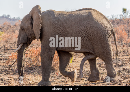 Un éléphant mâle géant marcher dans l'herbe des terres d'Afrique du Sud Le Parc National de Pilanesberg Banque D'Images