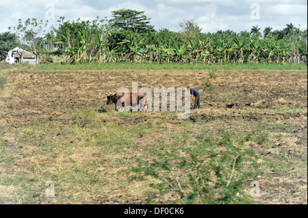 Le travail de terrain, agriculteur labourant un champ avec une charrue tirée par des bovins à Trinité, la province de Sancti Spiritus, Cuba, Grandes Antilles Banque D'Images